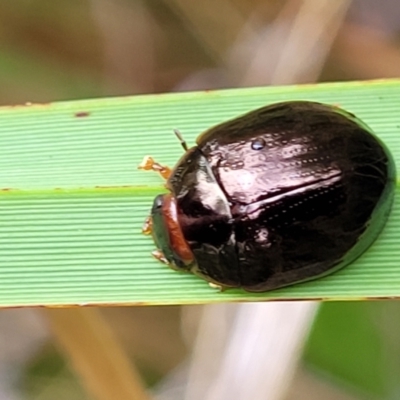 Paropsisterna rufipes (Eucalyptus leaf beetle, Red-footed leaf beatle) at Paddys River, ACT - 19 Mar 2022 by trevorpreston