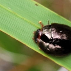 Paropsisterna rufipes at Paddys River, ACT - 19 Mar 2022