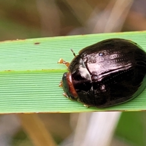 Paropsisterna rufipes at Paddys River, ACT - 19 Mar 2022