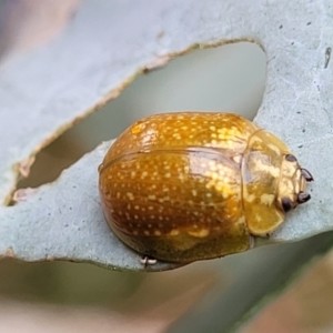 Paropsisterna cloelia at Paddys River, ACT - 19 Mar 2022 11:35 AM