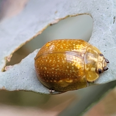 Paropsisterna cloelia (Eucalyptus variegated beetle) at Paddys River, ACT - 19 Mar 2022 by trevorpreston