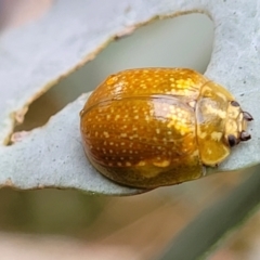 Paropsisterna cloelia at Paddys River, ACT - 19 Mar 2022 11:35 AM