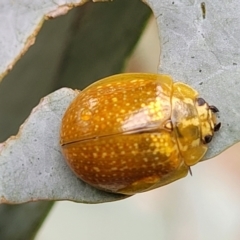 Paropsisterna cloelia at Paddys River, ACT - 19 Mar 2022 11:35 AM