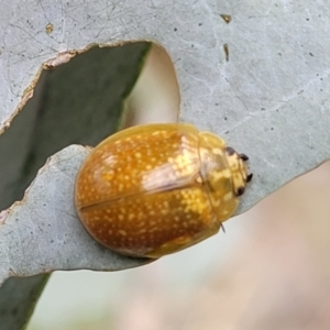 Paropsisterna cloelia at Paddys River, ACT - 19 Mar 2022 11:35 AM