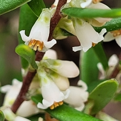 Monotoca scoparia (Broom Heath) at Paddys River, ACT - 19 Mar 2022 by trevorpreston