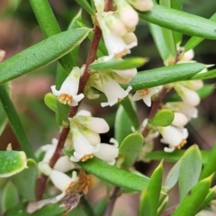 Monotoca scoparia at Paddys River, ACT - 19 Mar 2022 11:28 AM