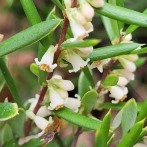 Monotoca scoparia at Paddys River, ACT - 19 Mar 2022 11:28 AM