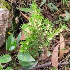 Monotoca scoparia at Paddys River, ACT - 19 Mar 2022 11:28 AM