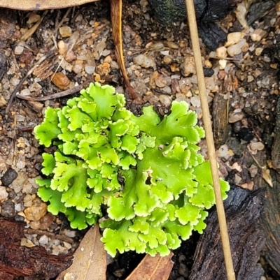 Heterodea sp. (A lichen) at Namadgi National Park - 19 Mar 2022 by trevorpreston
