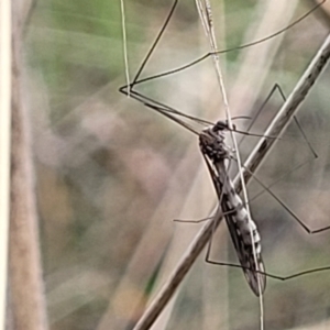 Tipulidae or Limoniidae (family) at Paddys River, ACT - 19 Mar 2022