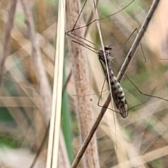 Tipulidae or Limoniidae (family) at Paddys River, ACT - 19 Mar 2022 11:13 AM