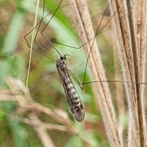 Tipulidae or Limoniidae (family) at Paddys River, ACT - 19 Mar 2022