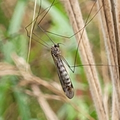 Tipulidae or Limoniidae (family) at Paddys River, ACT - 19 Mar 2022 11:13 AM