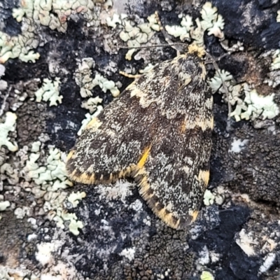 Halone sinuata (Rock Lichen Moth) at Paddys River, ACT - 19 Mar 2022 by trevorpreston