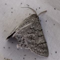 Crypsiphona ocultaria (Red-lined Looper Moth) at Jerrabomberra, NSW - 19 Mar 2022 by Steve_Bok