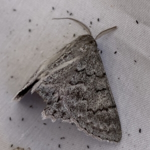 Crypsiphona ocultaria at Jerrabomberra, NSW - 19 Mar 2022