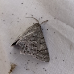 Crypsiphona ocultaria at Jerrabomberra, NSW - 19 Mar 2022