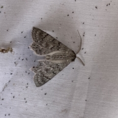 Crypsiphona ocultaria at Jerrabomberra, NSW - 19 Mar 2022