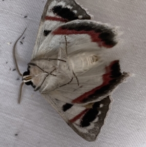 Crypsiphona ocultaria at Jerrabomberra, NSW - 19 Mar 2022