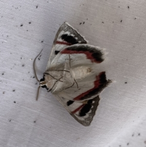 Crypsiphona ocultaria at Jerrabomberra, NSW - 19 Mar 2022