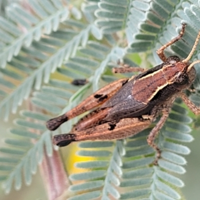 Phaulacridium vittatum (Wingless Grasshopper) at Paddys River, ACT - 18 Mar 2022 by trevorpreston