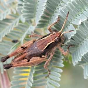 Phaulacridium vittatum at Paddys River, ACT - 19 Mar 2022