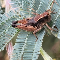 Phaulacridium vittatum at Paddys River, ACT - 19 Mar 2022