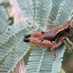 Phaulacridium vittatum at Paddys River, ACT - 19 Mar 2022 10:54 AM