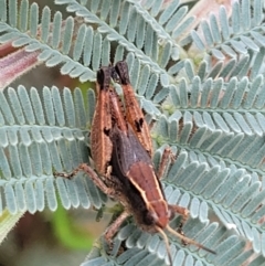 Phaulacridium vittatum at Paddys River, ACT - 19 Mar 2022