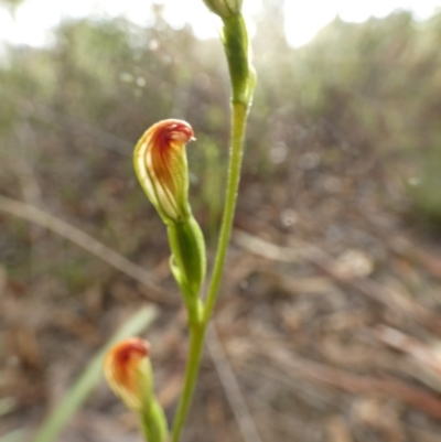 Speculantha rubescens (Blushing Tiny Greenhood) at Queanbeyan West, NSW - 19 Mar 2022 by Paul4K
