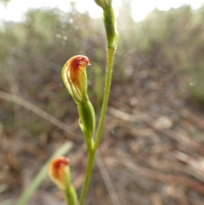 Speculantha rubescens (Blushing Tiny Greenhood) at Queanbeyan West, NSW - 18 Mar 2022 by Paul4K