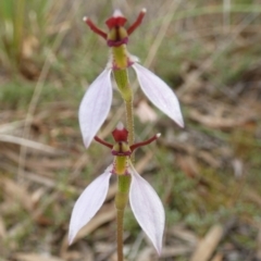 Eriochilus cucullatus (Parson's Bands) at Queanbeyan West, NSW - 19 Mar 2022 by Paul4K