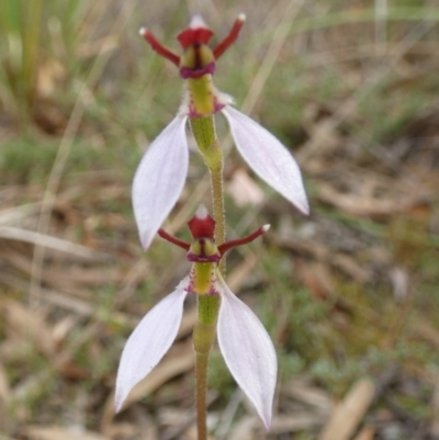 Eriochilus cucullatus (Parson's Bands) at Queanbeyan West, NSW - 18 Mar 2022 by Paul4K