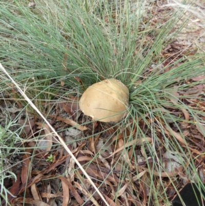 zz bolete at Queanbeyan West, NSW - 19 Mar 2022 by Paul4K