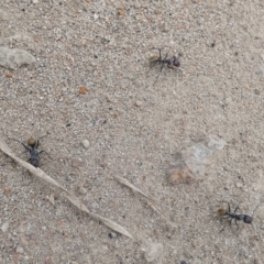 Camponotus suffusus (Golden-tailed sugar ant) at Bicentennial Park - 18 Mar 2022 by Paul4K