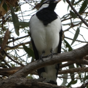 Grallina cyanoleuca at Queanbeyan West, NSW - 19 Mar 2022 09:17 AM