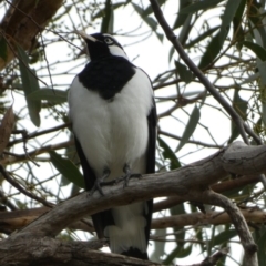 Grallina cyanoleuca at Queanbeyan West, NSW - 19 Mar 2022 09:17 AM