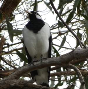 Grallina cyanoleuca at Queanbeyan West, NSW - 19 Mar 2022 09:17 AM