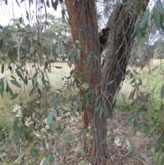 Eucalyptus macrorhyncha (Red Stringybark) at Queanbeyan West, NSW - 18 Mar 2022 by Paul4K