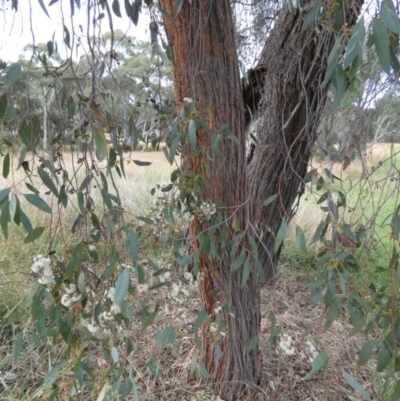 Eucalyptus macrorhyncha (Red Stringybark) at Queanbeyan West, NSW - 19 Mar 2022 by Paul4K