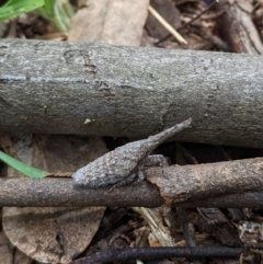 Eurinopsyche sp. (genus) (A Lantern Bug) at Watson Green Space - 19 Mar 2022 by AniseStar