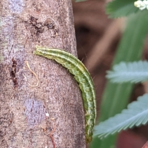 Lepidoptera unclassified IMMATURE moth at Watson Green Space - 19 Mar 2022