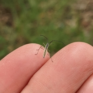 Coreidae (family) at Watson, ACT - 19 Mar 2022