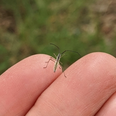 Coreidae (family) (Coreid plant bug) at Watson Green Space - 19 Mar 2022 by AniseStar