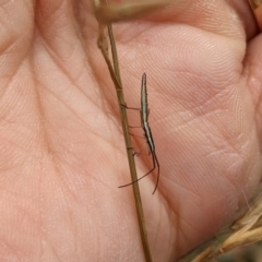 Coreidae (family) at Watson, ACT - 19 Mar 2022