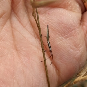 Coreidae (family) at Watson, ACT - 19 Mar 2022