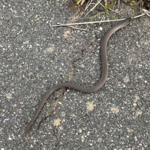 Delma inornata at Murrumbateman, NSW - 19 Mar 2022