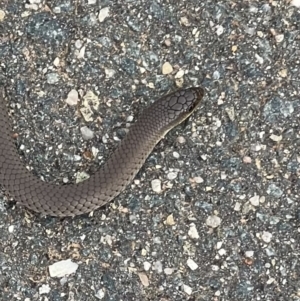 Delma inornata at Murrumbateman, NSW - 19 Mar 2022 11:50 AM