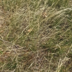 Austrostipa scabra (Corkscrew Grass, Slender Speargrass) at Watson Green Space - 19 Mar 2022 by AniseStar