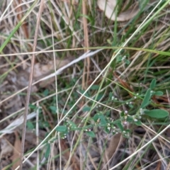 Polygonum sp. (Wireweed) at Watson Green Space - 19 Mar 2022 by AniseStar